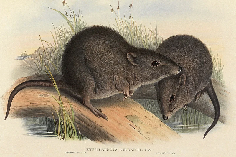 An illustration depicting Gilberts Potoroo