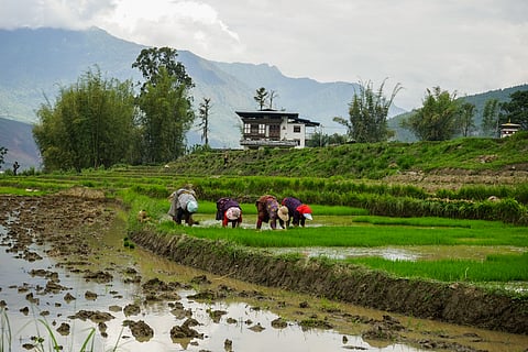 Farmers harvesting rice in Bhutan
