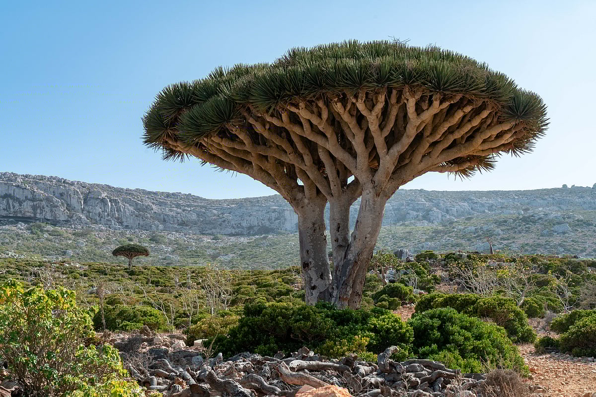 The umbrella-shaped, Dragon Blood trees are endemic to Socotra. 