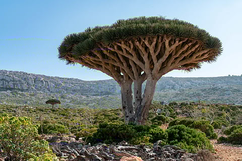 The umbrella-shaped, Dragon Blood trees are endemic to Socotra. 