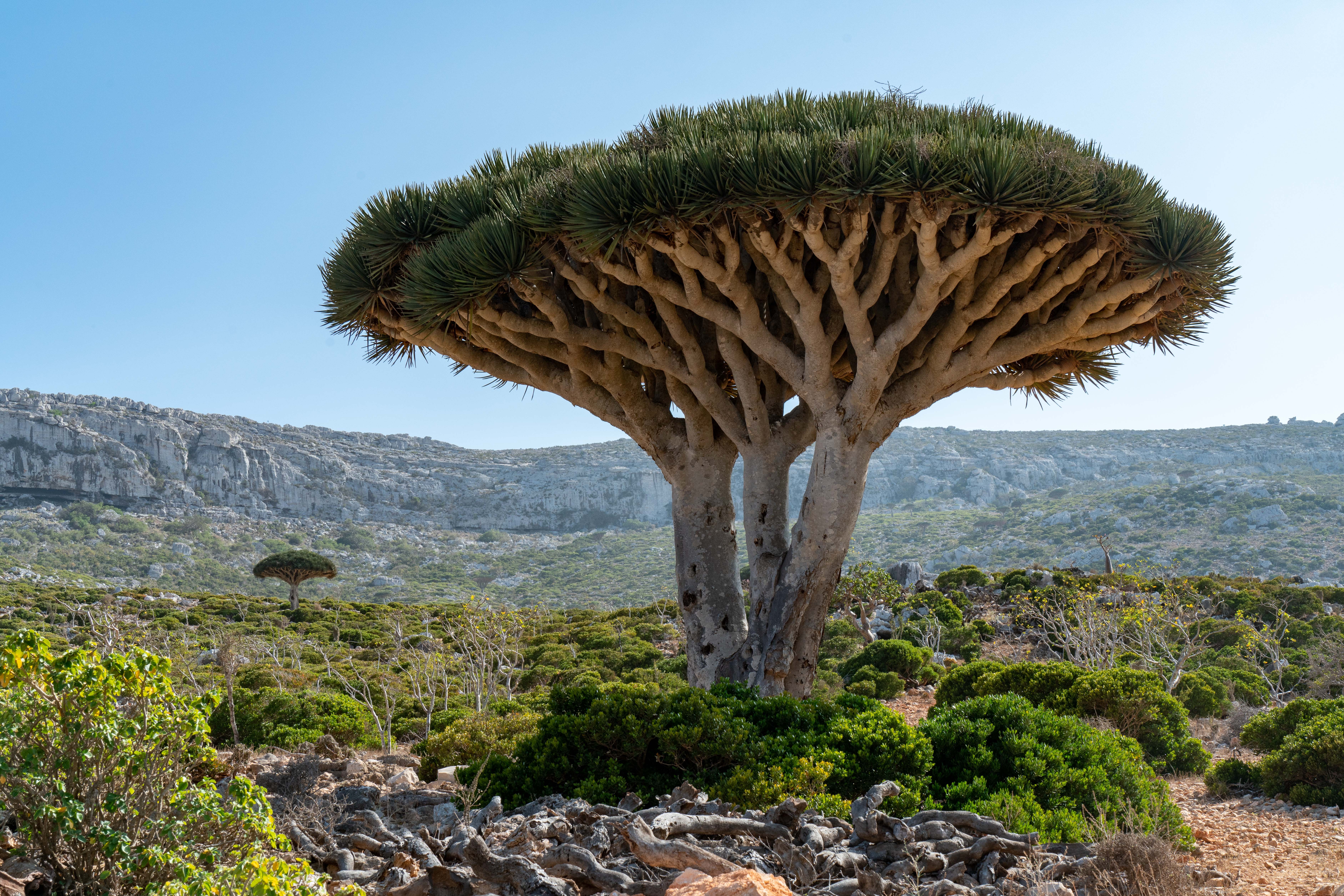 The umbrella-shaped, Dragon Blood trees are endemic to Socotra.