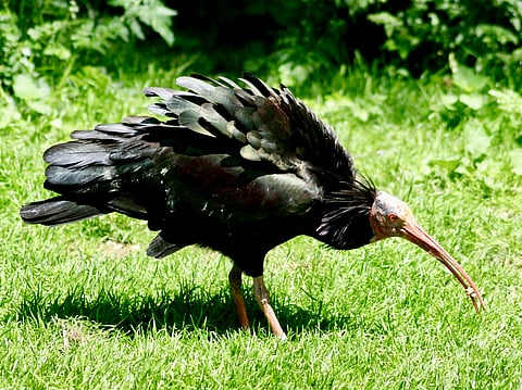 A Northern Bald Ibis in its habitat
