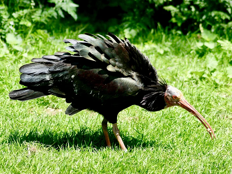 A Northern Bald Ibis in its habitat