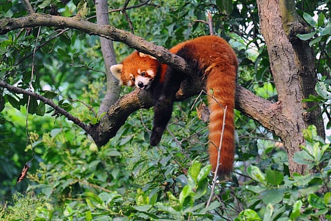 Bhutan has at least 302 red pandas, according to a 2023 survey.