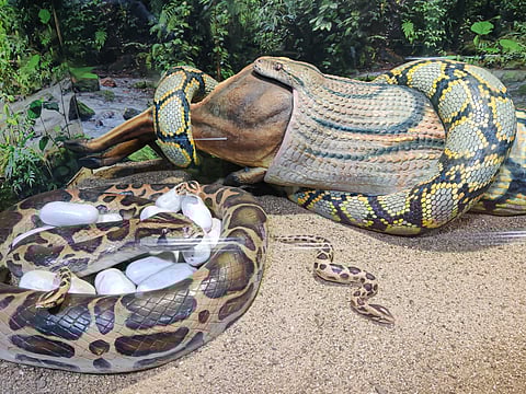 A snake at the Guindy National Park in Chennai. 