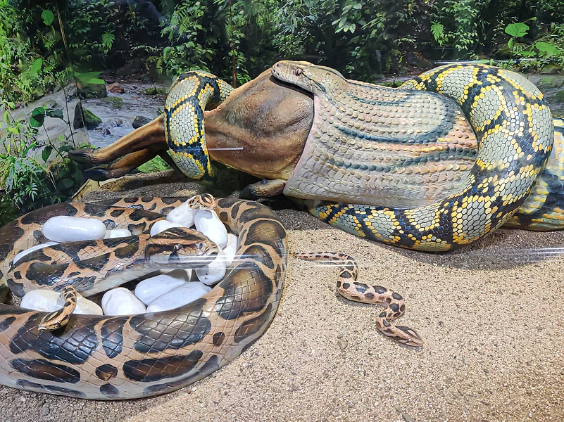A snake at the Guindy National Park in Chennai.
