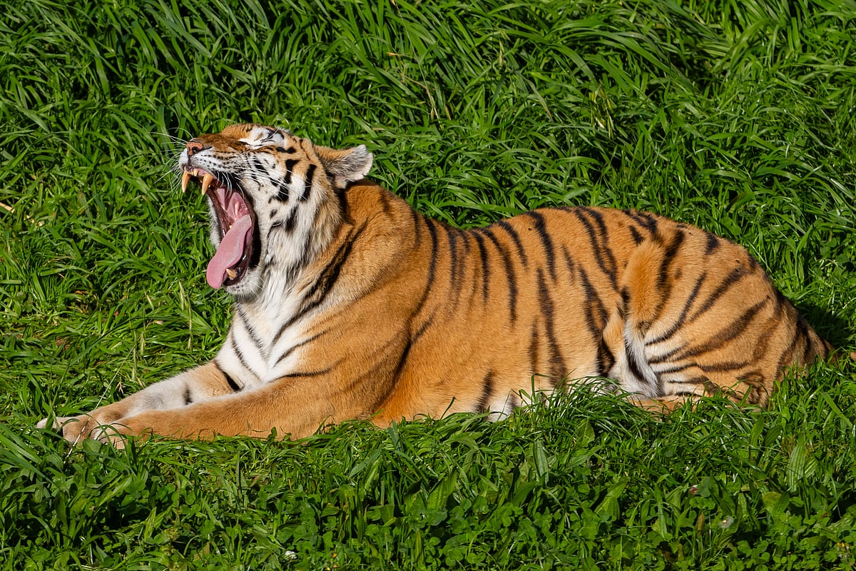 Shutterstock : Champions dedication to preserving Indias wildlife has left an indelible mark on the field. (Representational photograph)