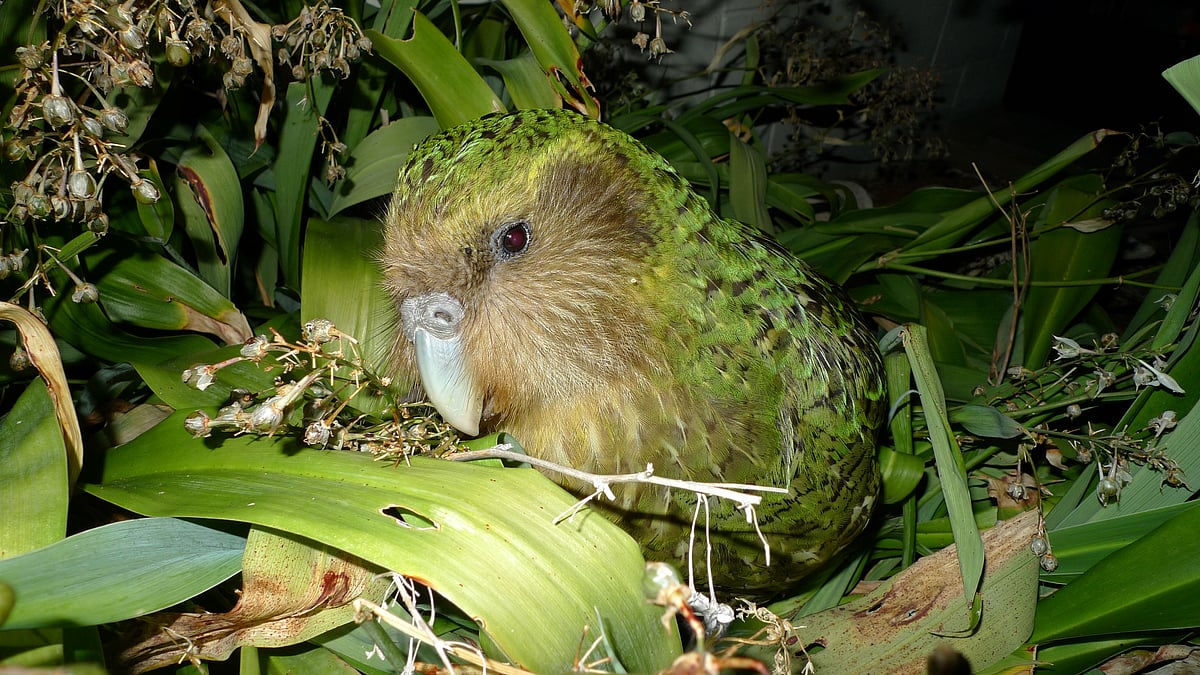 Kakapo Strigops habroptila Sirocco amongst renga renga lillies. Maud Island, New Zealand