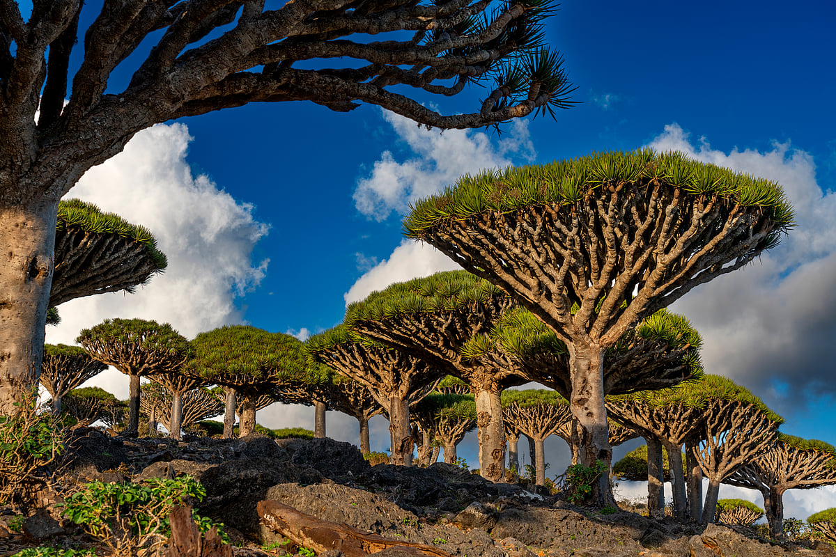 shutterstock : Socotra islands is considered one of the most alien looking places on Earth.