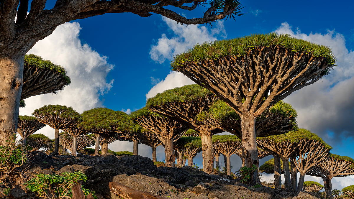 Here's Why You Should Explore Socotra, Believed To Be The Most Alien ...