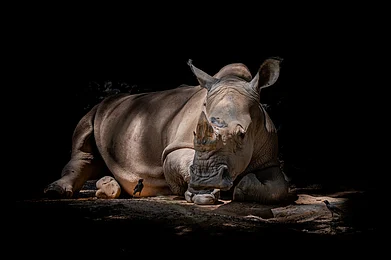 Pixabay : A Javan rhino sits in its habitat