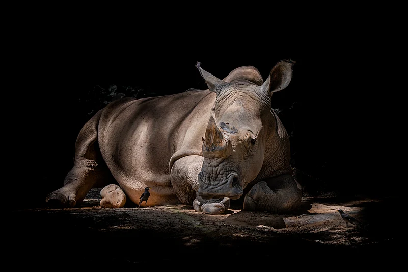A Javan rhino sits in its habitat