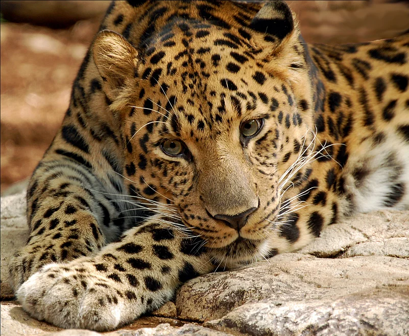 A Amur Leopard At the Audubon Zoo in New Orleans