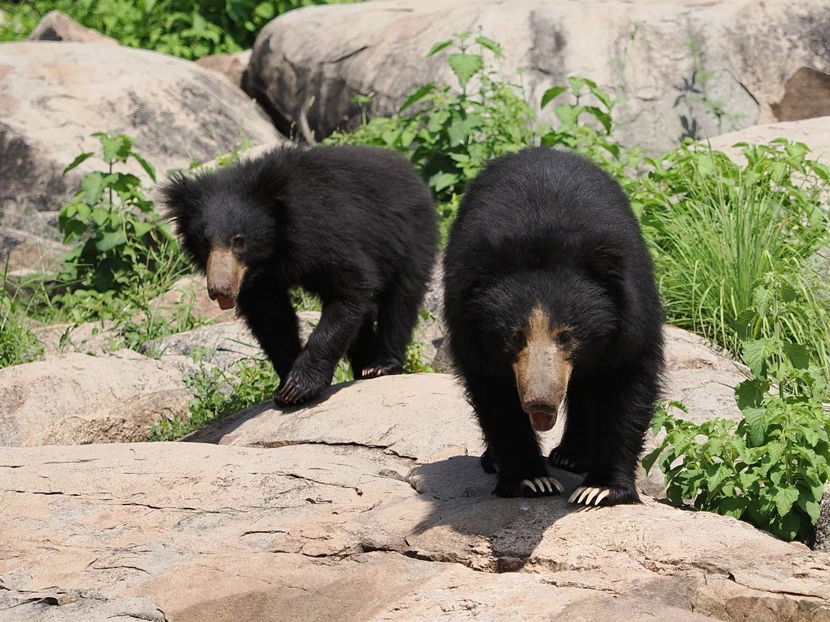 The Daroji Sloth Bear Sanctuary is a first of its kind reserve in India that protects and conserves sloth bears