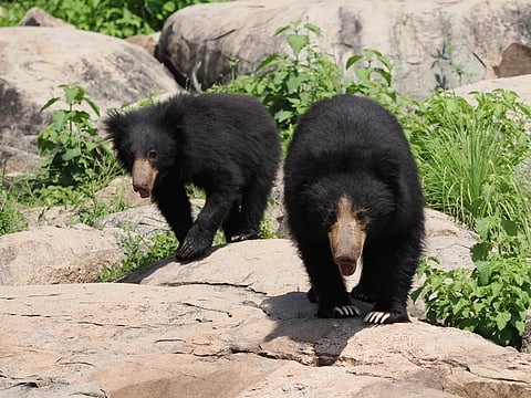 The Daroji Sloth Bear Sanctuary is a first of its kind reserve in India that protects and conserves sloth bears