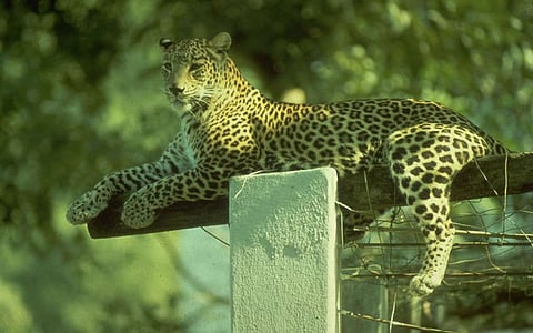 Singh was extremely close to Harriet, a female leopard cub who died prematurely due to poisoning by local farmers.