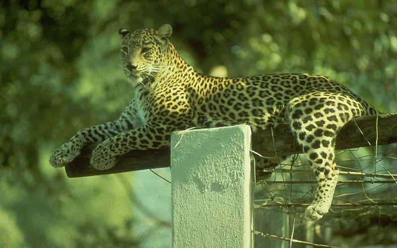 Singh was extremely close to Harriet, a female leopard cub who died prematurely due to poisoning by local farmers.