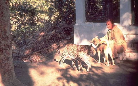 Singh gave three orphaned leopards a home. 