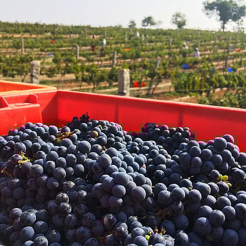 Harvesting grapes to make wine at the KRSMA Estates