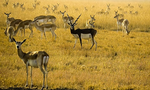 The rare and elegant blackbuck antelope can be seen at Velavadar Blackbuck National Park.