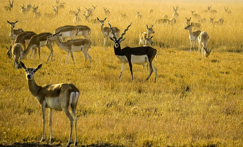 The rare and elegant blackbuck antelope can be seen at Velavadar Blackbuck National Park.