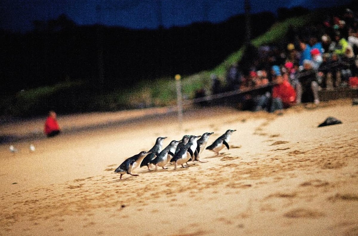 Watch the popular Penguin Parade 