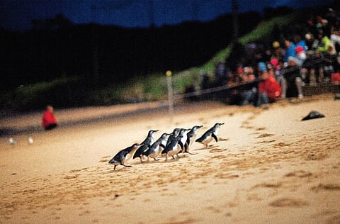 Watch the popular Penguin Parade 