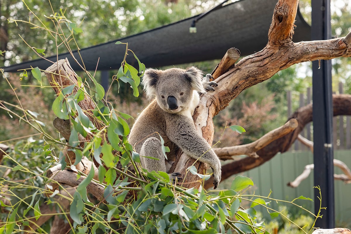Meet koalas at the Moonlit Sanctuary Wildlife Conservation Park