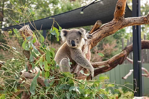 Meet koalas at the Moonlit Sanctuary Wildlife Conservation Park