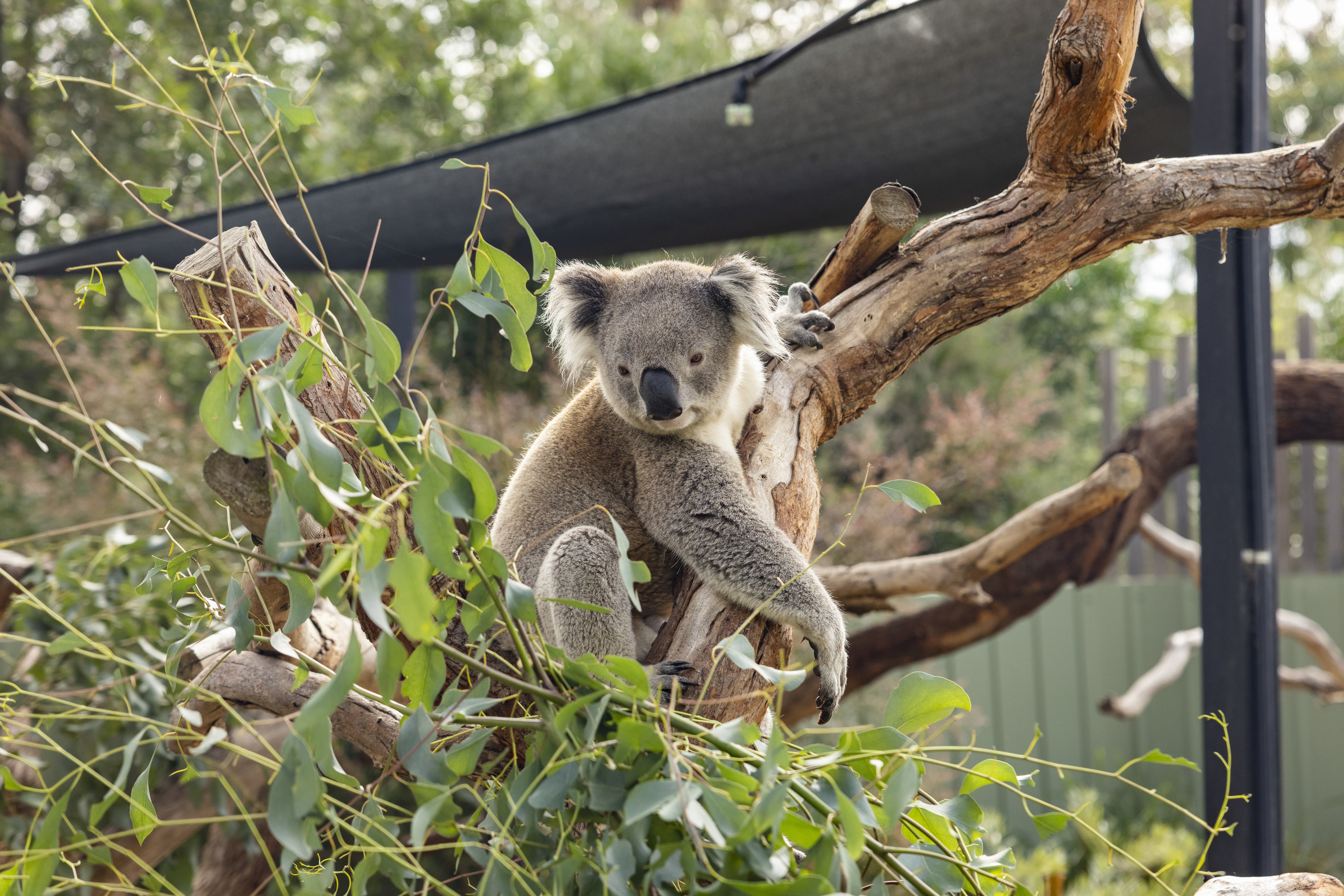 Meet koalas at the Moonlit Sanctuary Wildlife Conservation Park