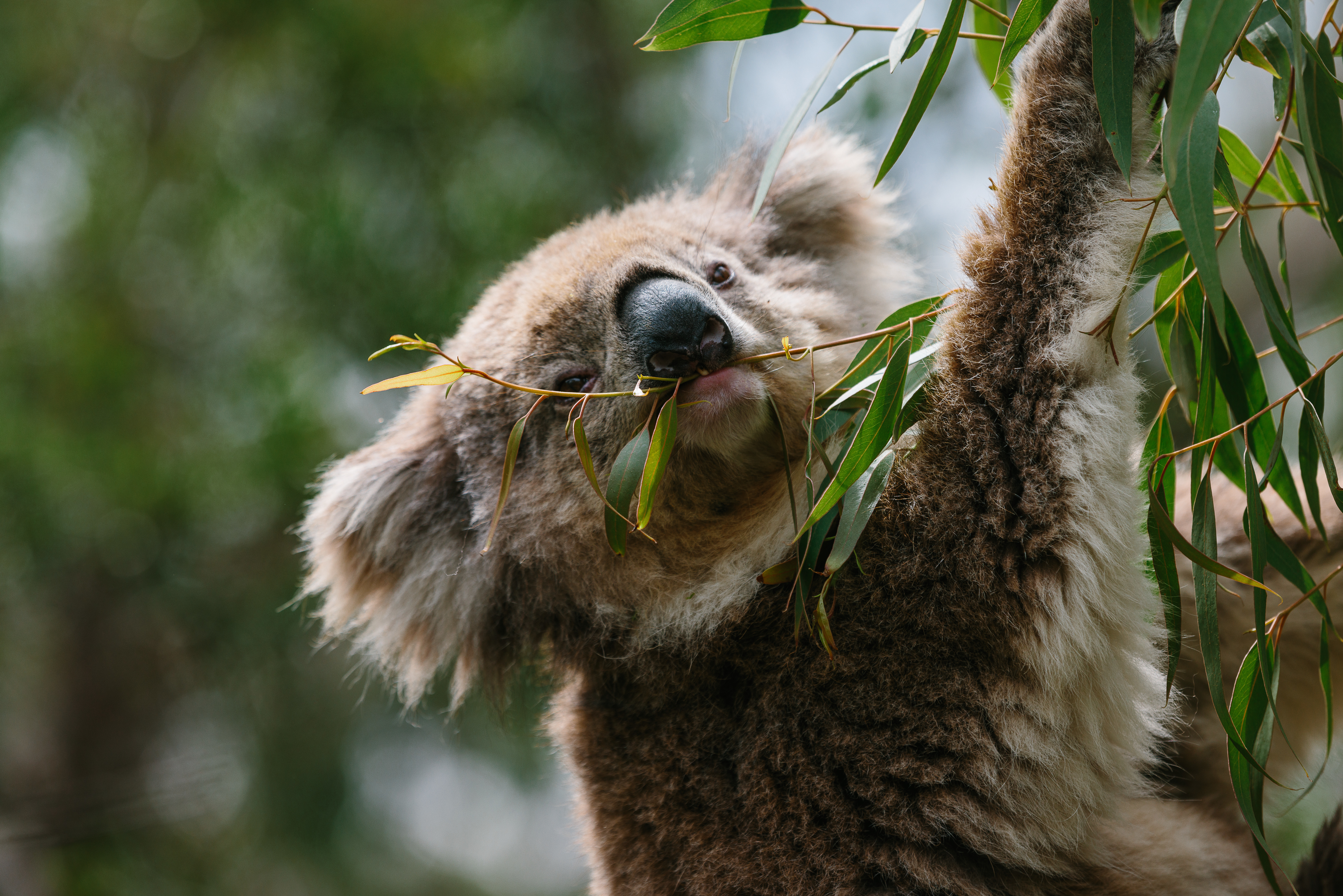 Observe koalas up close at the Koala Conservation Reserve