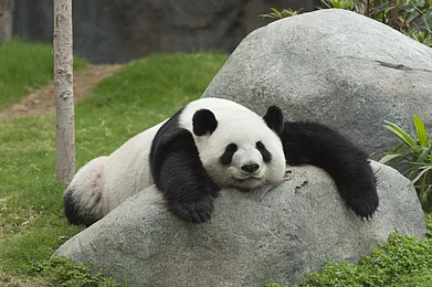 Shutterstock : A sleeping panda. (Representational image)