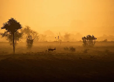 wild_in_raw/instagram : An early morning in Desert National Park, Rajasthan