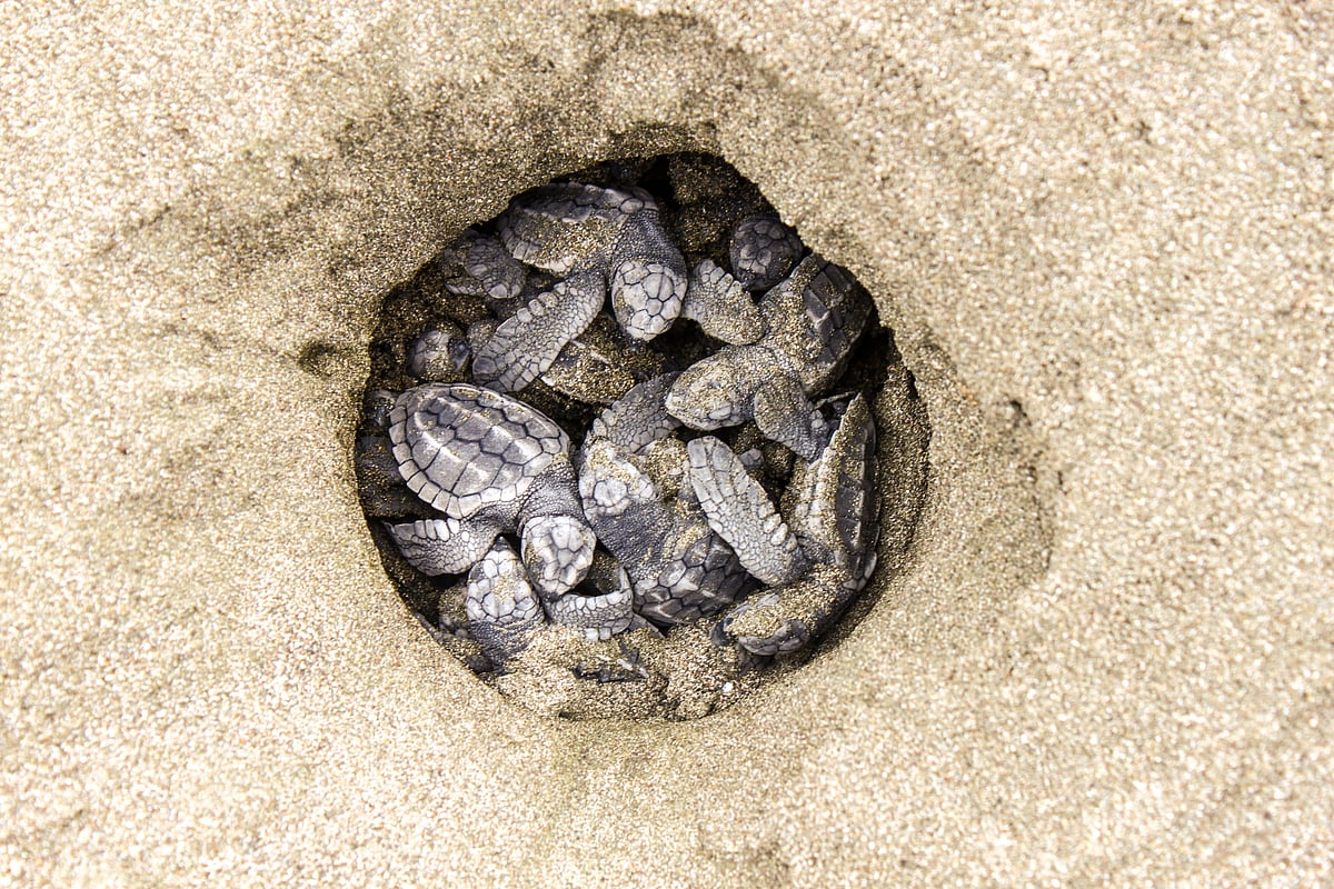 Olive ridley sea turtles hatching from their eggs. (representative images)