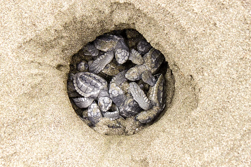 Olive ridley sea turtles hatching from their eggs. (representative images)
