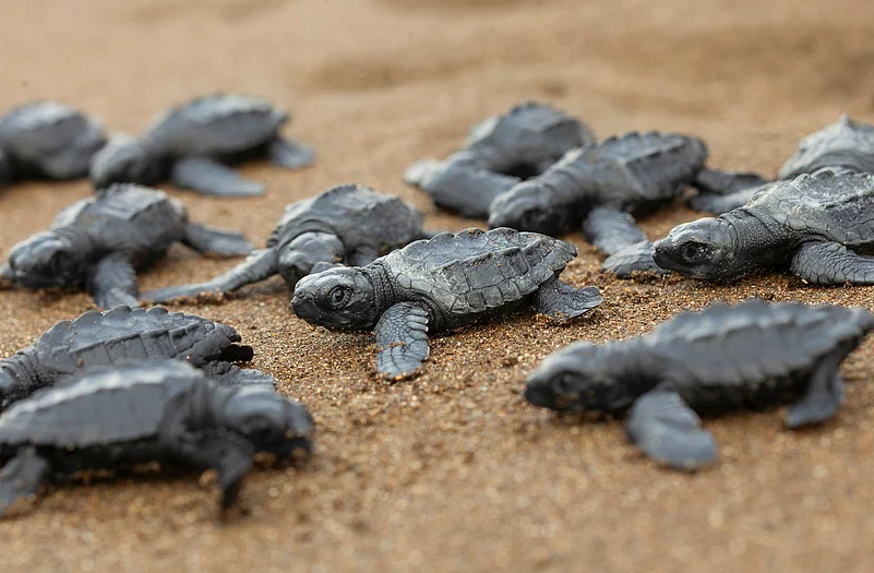 Newly hatched olive ridley sea turtles make their way to the ocean.