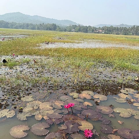 A wetland in Canacona, Goa.