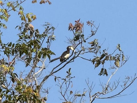 A phone grab of Malabar Pied Hornbill at Cotigao Wildlife Sanctuary, Goa