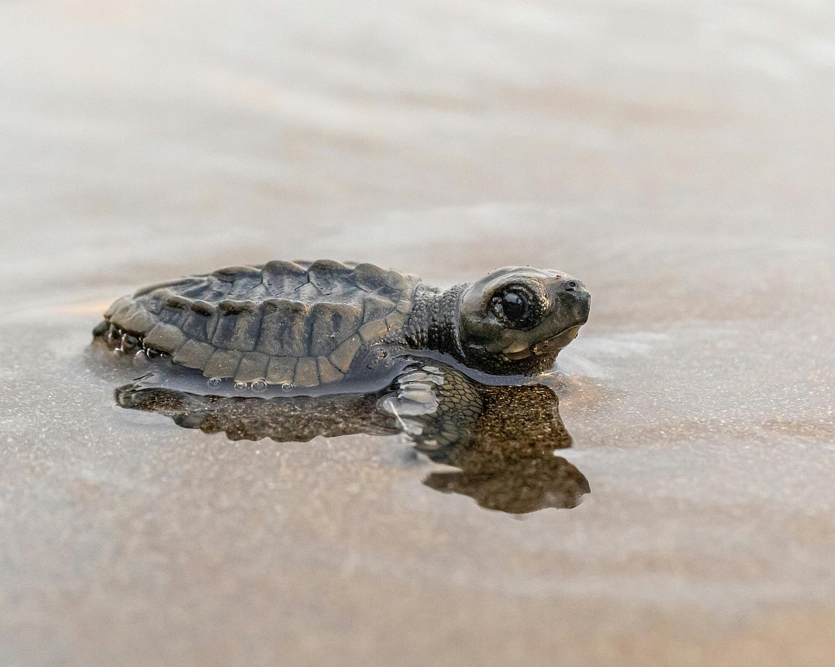 Around 2.2 lakh olive ridley sea turtles, an endangered species, nested in the four-km-long Rushikulya rookery. (representational image) - Karlus Morales/Pexels