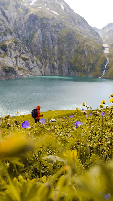 Shutterstock.com : Valley of Flowers trek