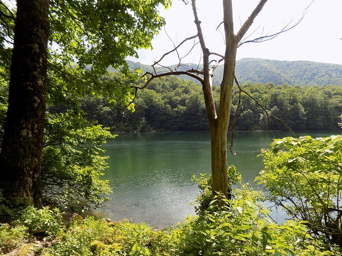 A view of Biogradska Gora National Park