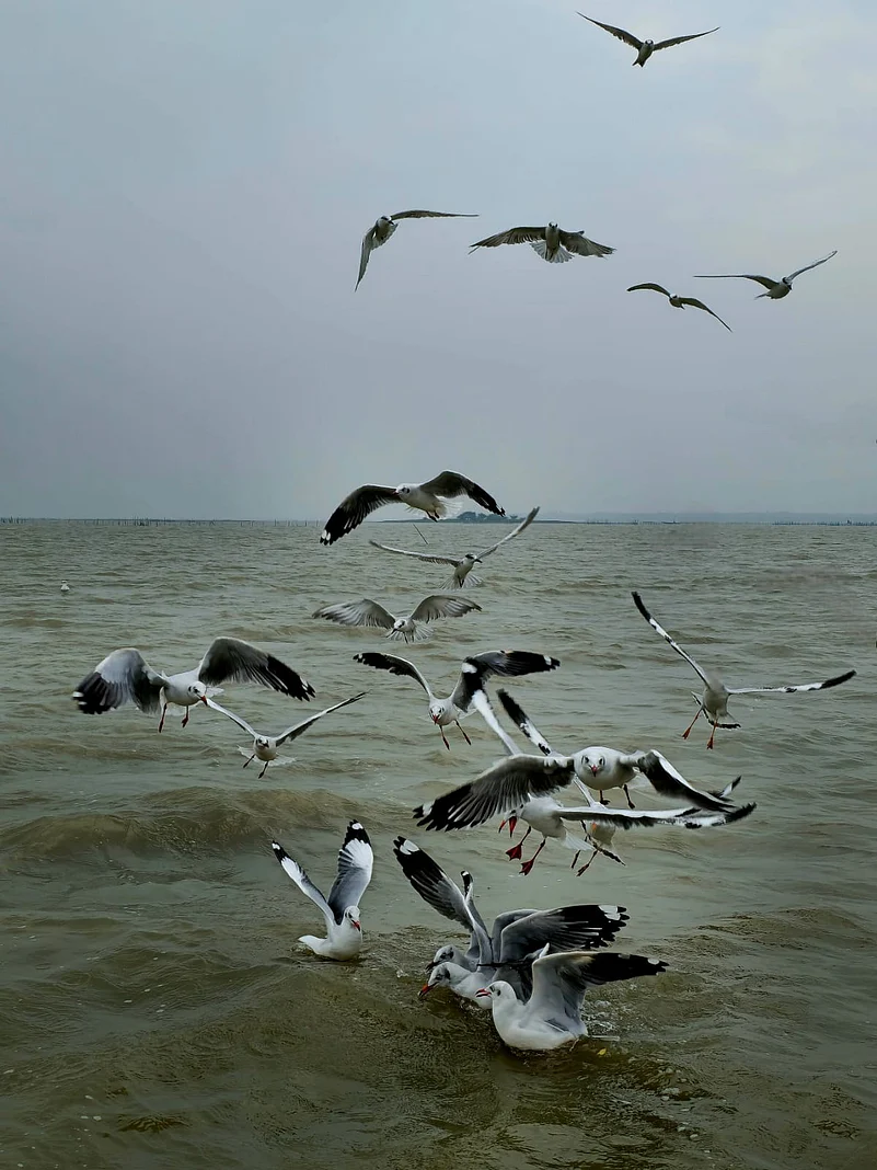 A flock of seagulls at Chilika Lake