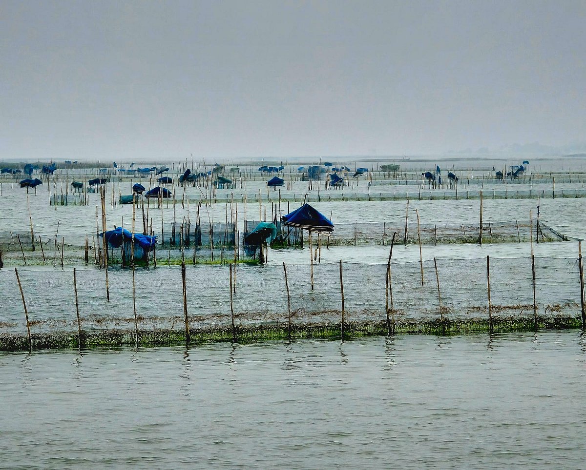 Fishing nets at Chilika Lake