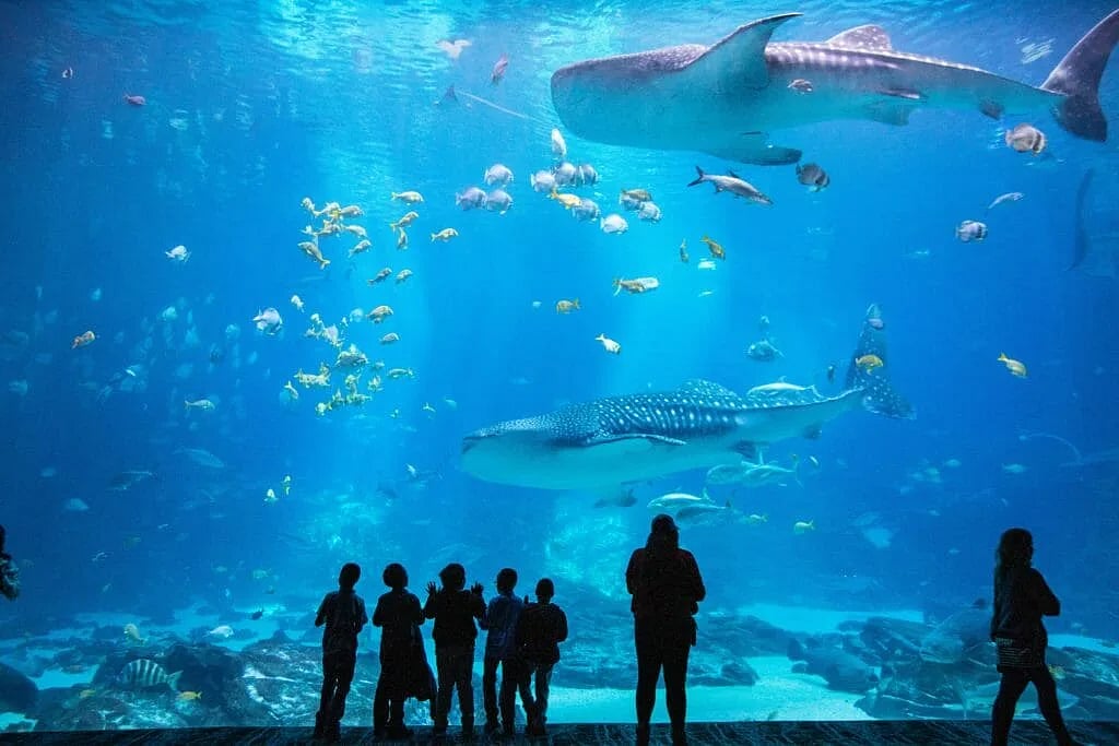 georgiaaquarium.org : Spend a fun-filled day or even stay overnight at the Georgia aquarium in Atlanta 