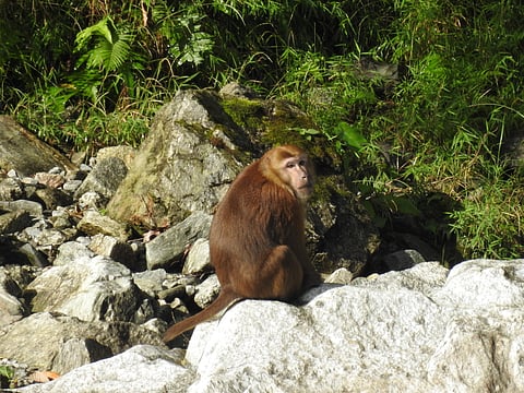 An Assamese macaque in its natural habitat.