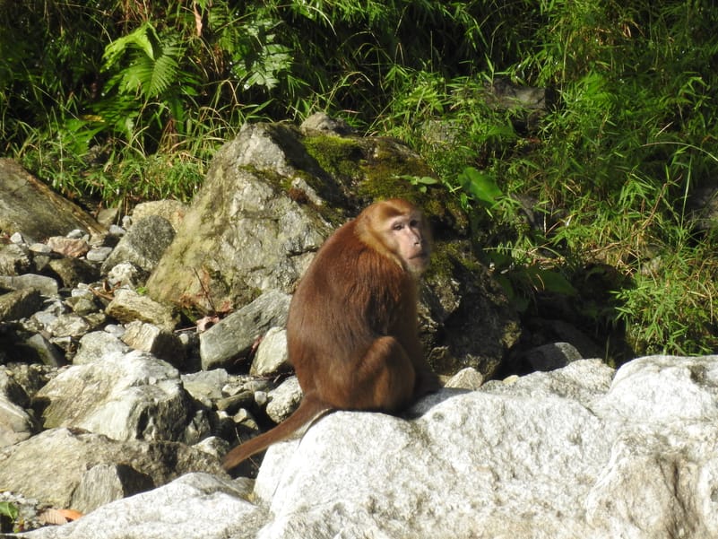 An Assamese macaque in its natural habitat.