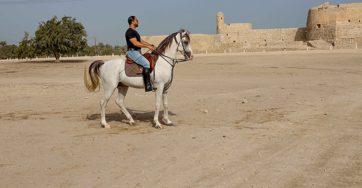 The Arabian horse is known to form a cooperative relationship with humans.