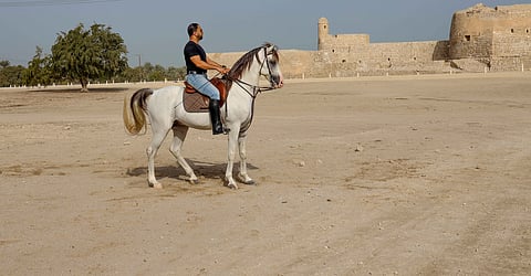The Arabian horse is known to form a cooperative relationship with humans.