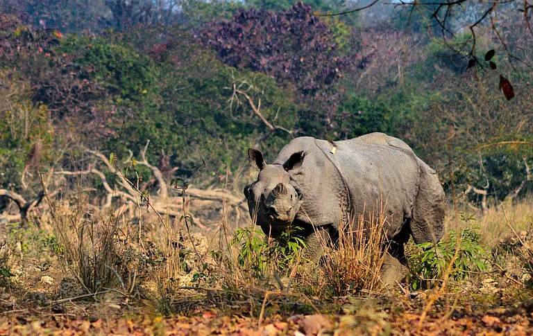 Pobitora Wildlife Sanctuary for its dense population of one-horned rhinoceroses. - DEEPJYOTI/Wikimedia Commons