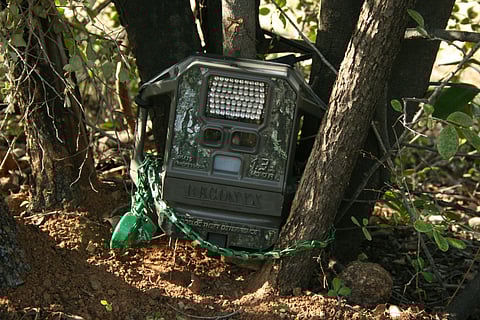 A camera trap for detecting the Jerdon's courser at the Sri Lankamalleswara Wildlife Sanctuary
